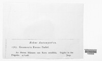 Breviappendix rosae image